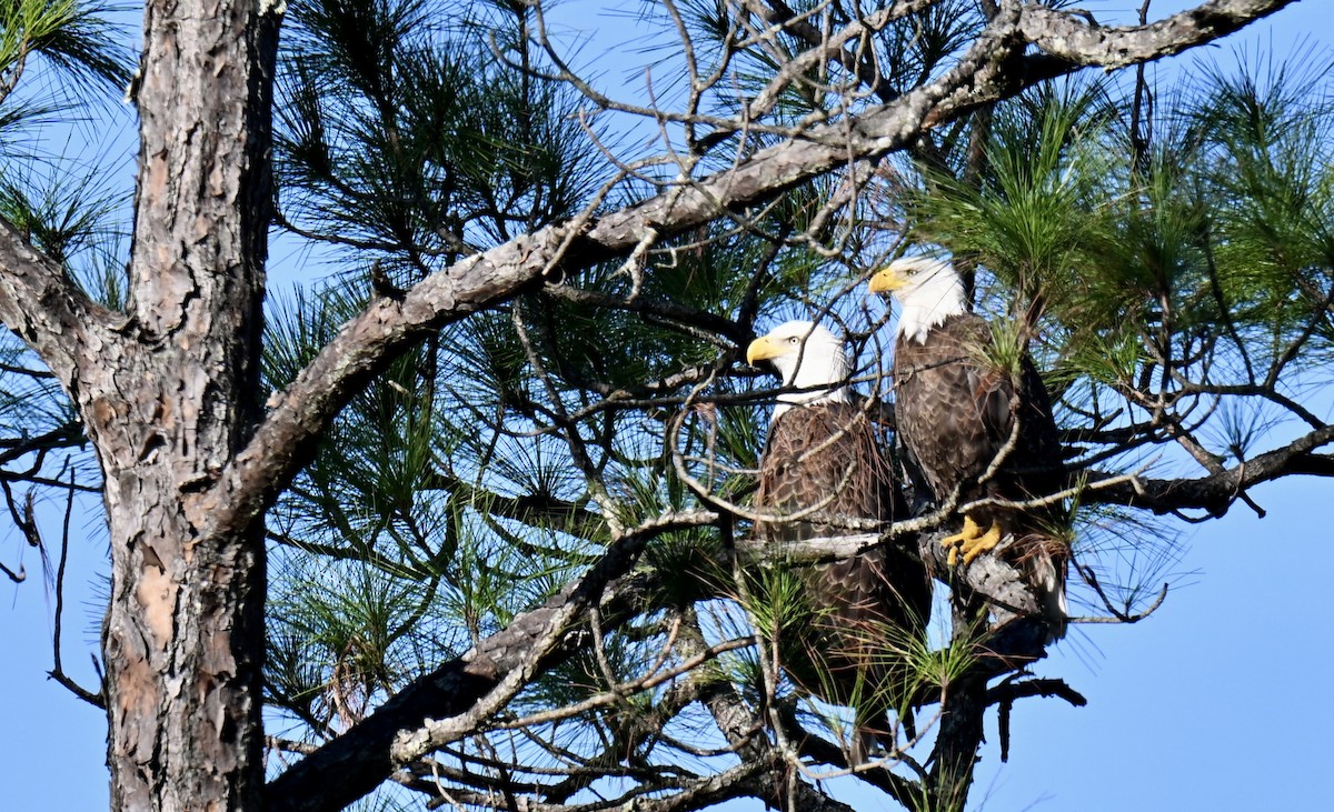 orel bělohlavý - ML644711735