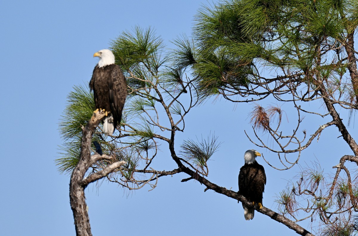 orel bělohlavý - ML644711736