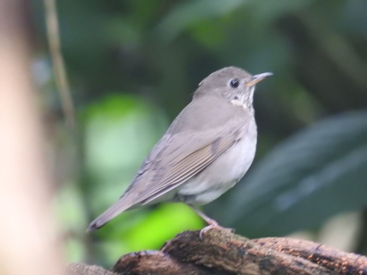 Gray-cheeked Thrush - ML644711763