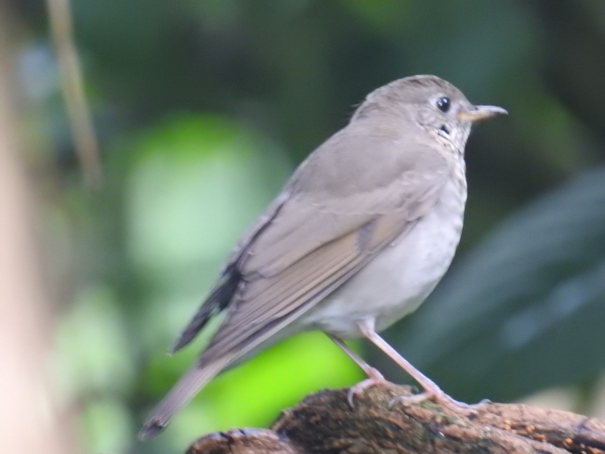 Gray-cheeked Thrush - ML644711764