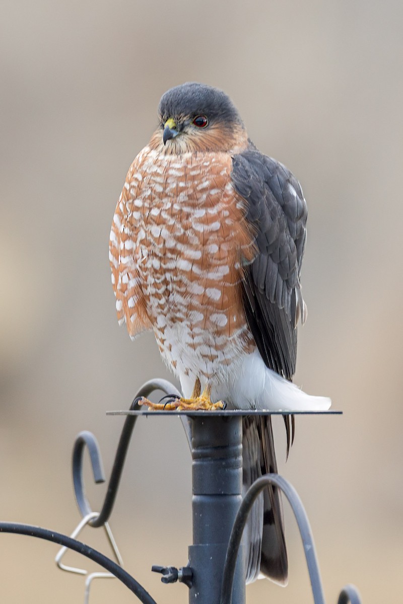 Sharp-shinned Hawk - ML644711769