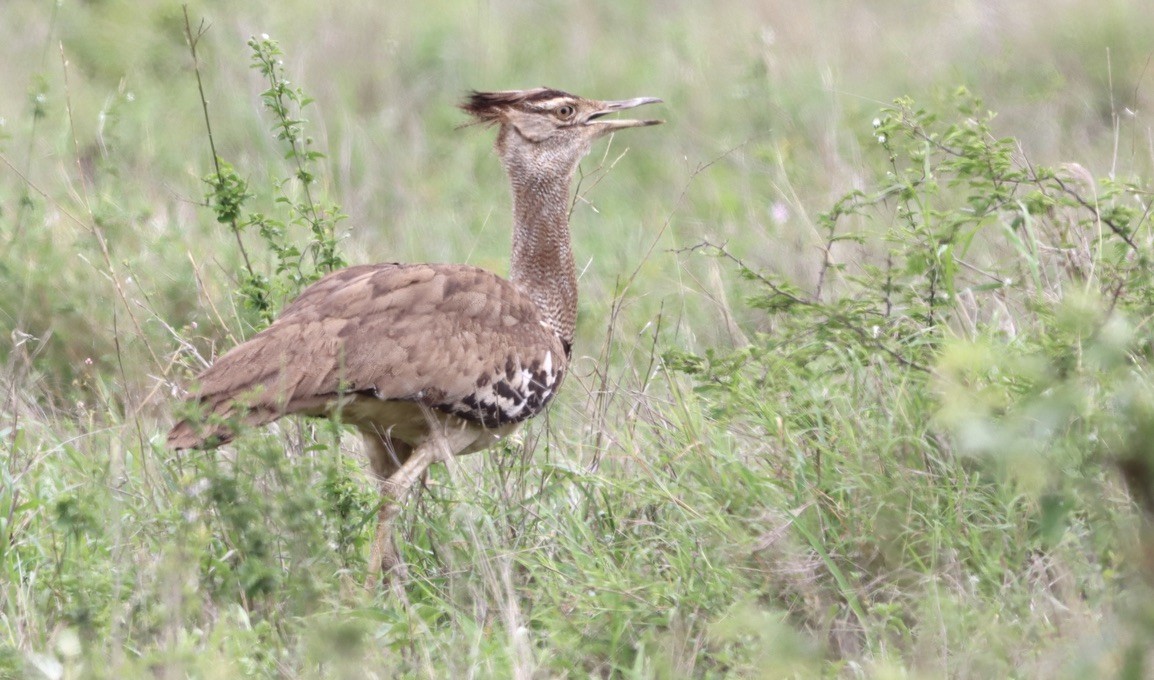 Kori Bustard - ML644711771