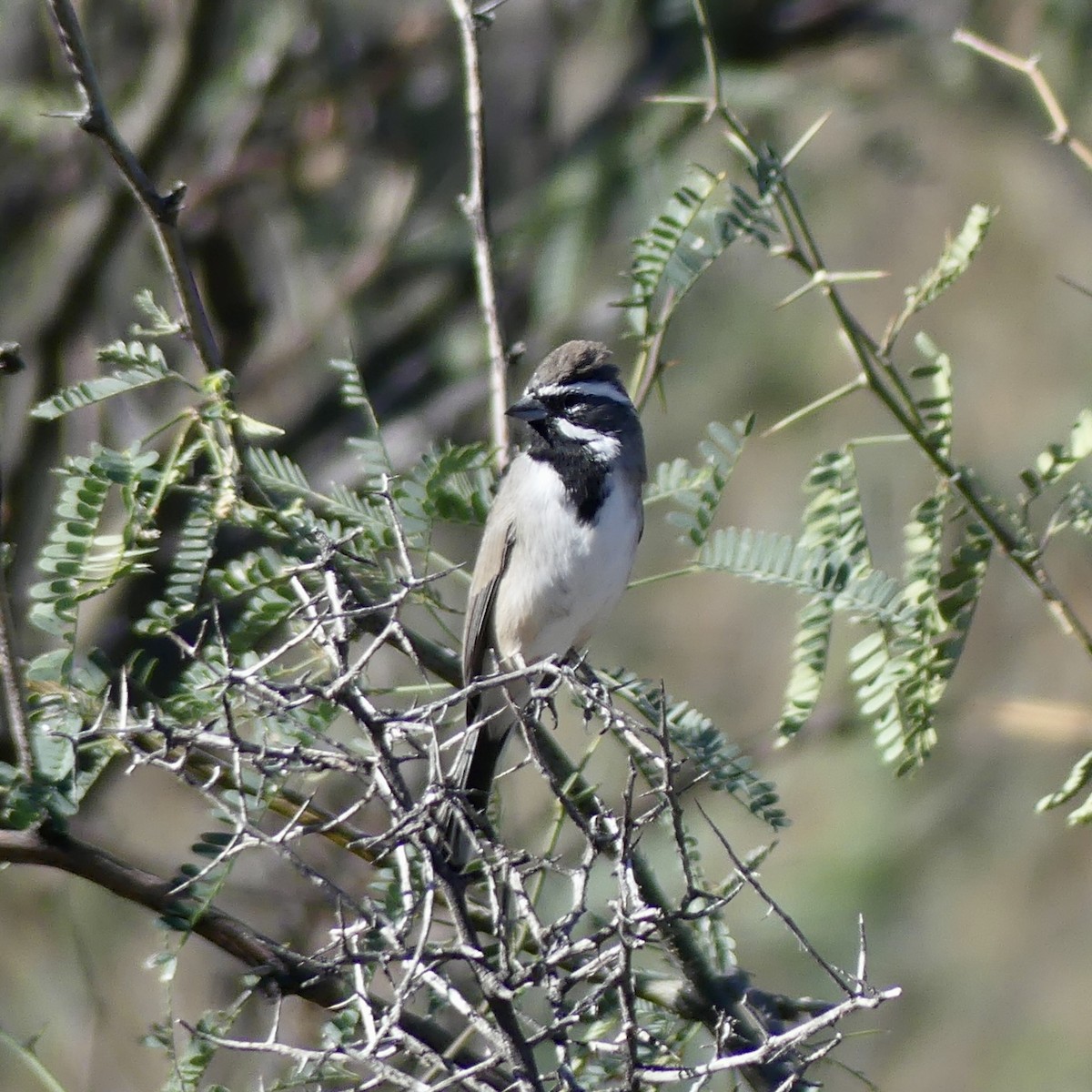 Black-throated Sparrow - ML644711772