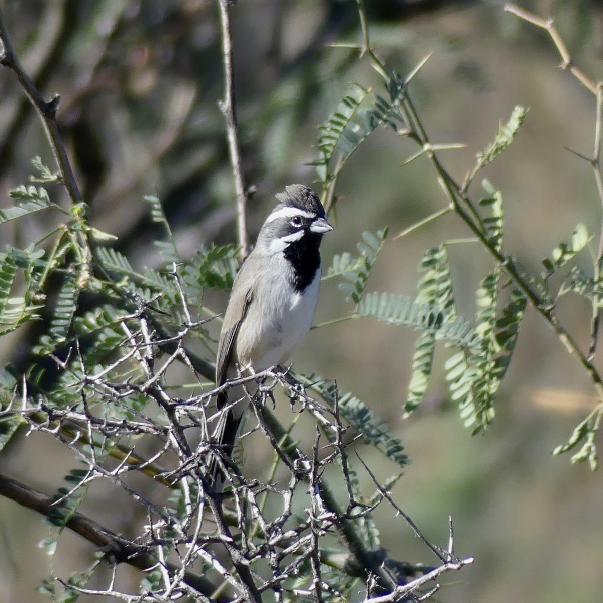 Black-throated Sparrow - ML644711774