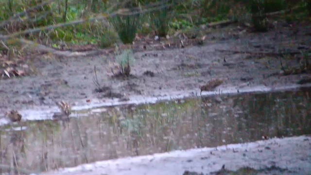 kvartbekkasin - ML644711780