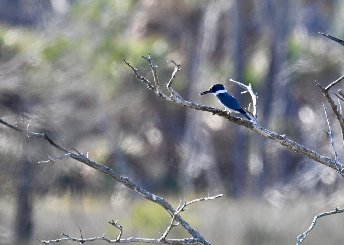Belted Kingfisher - ML644711788