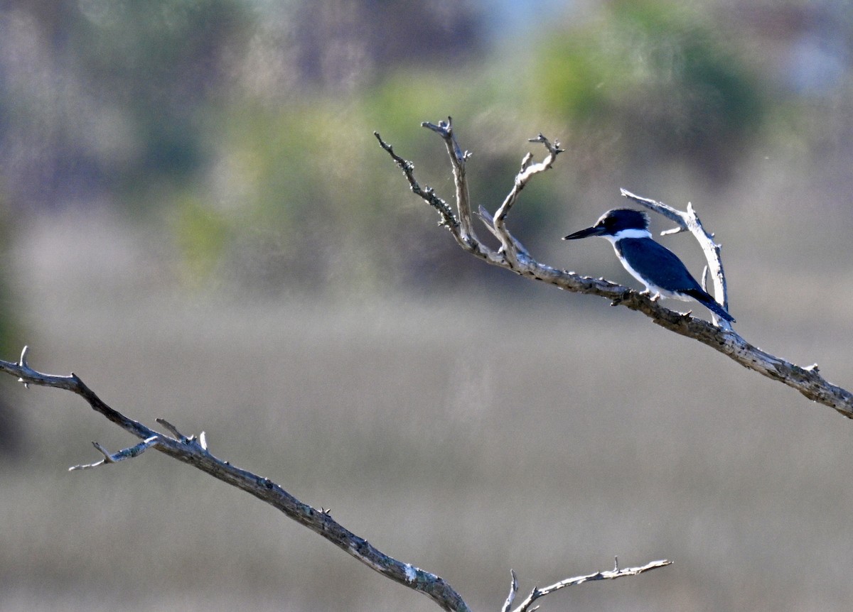 Belted Kingfisher - ML644711789
