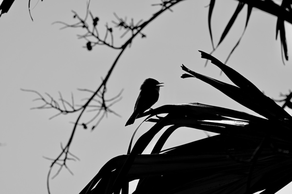 Eastern Phoebe - ML644711794