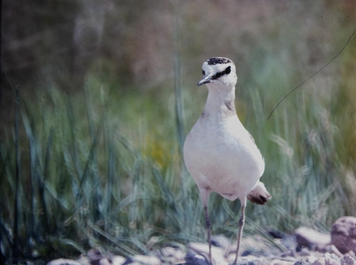 Mountain Plover - ML644711800
