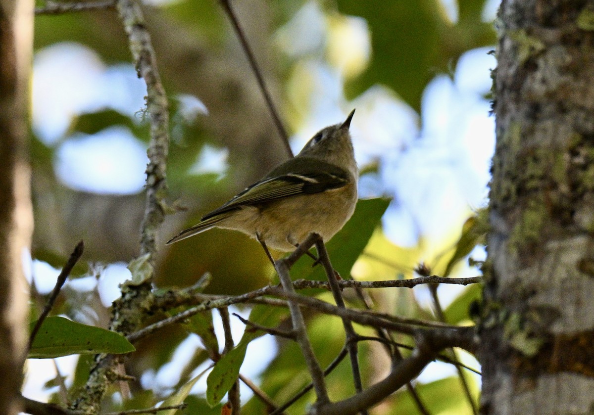 Ruby-crowned Kinglet - ML644711808