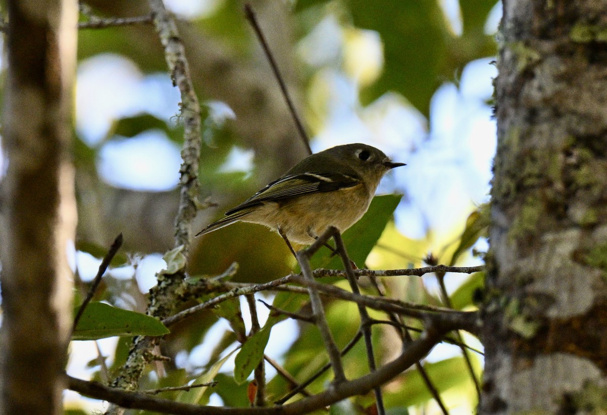 Ruby-crowned Kinglet - ML644711809