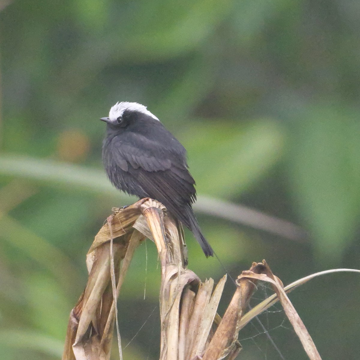 Long-tailed Tyrant - ML644711810