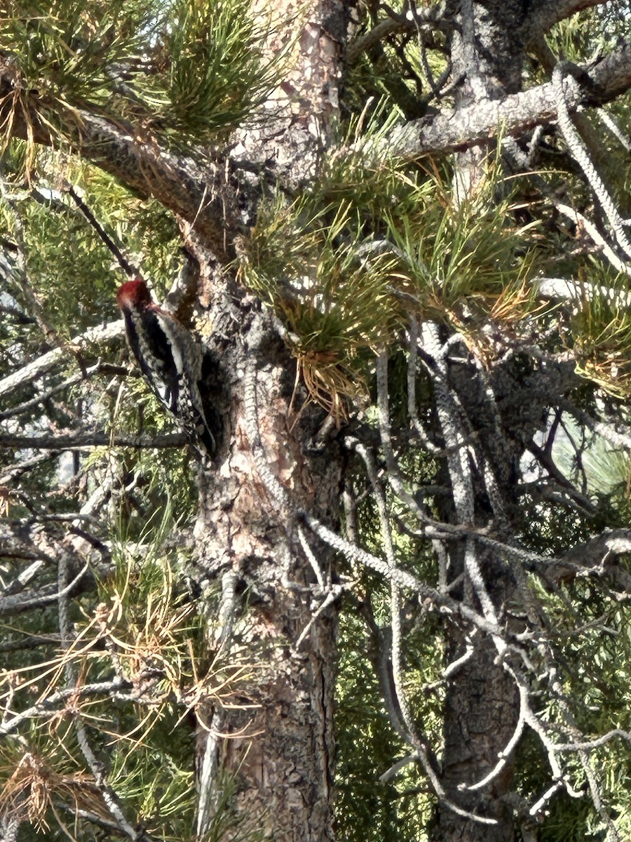 Red-breasted Sapsucker - ML644711817