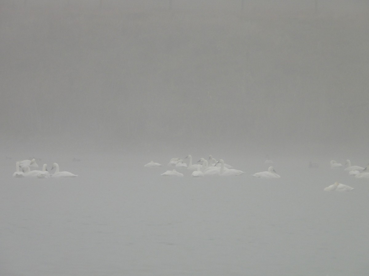 Tundra Swan - ML644711823