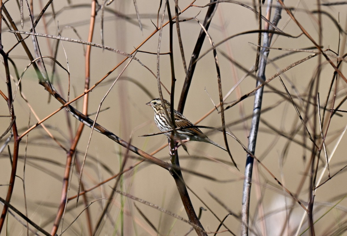 Savannah Sparrow - ML644711825