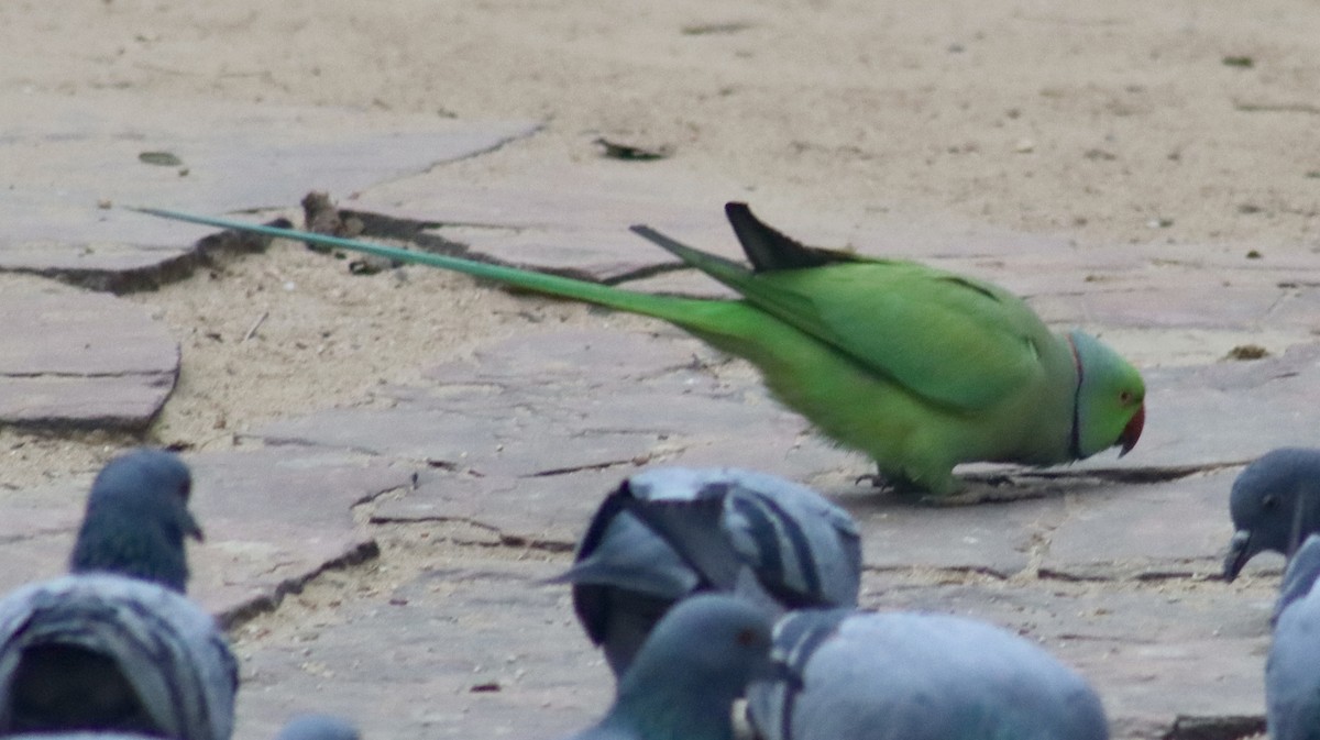 Perruche à collier - ML644711826