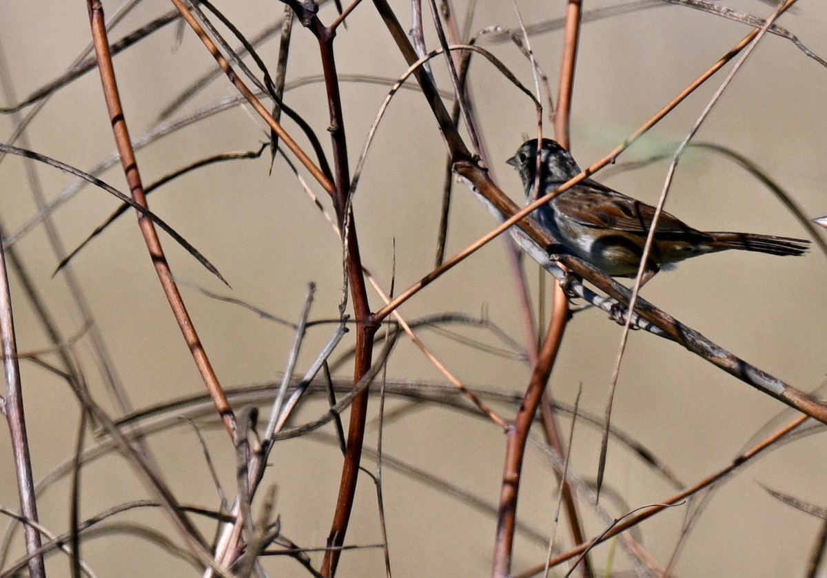 Swamp Sparrow - ML644711828