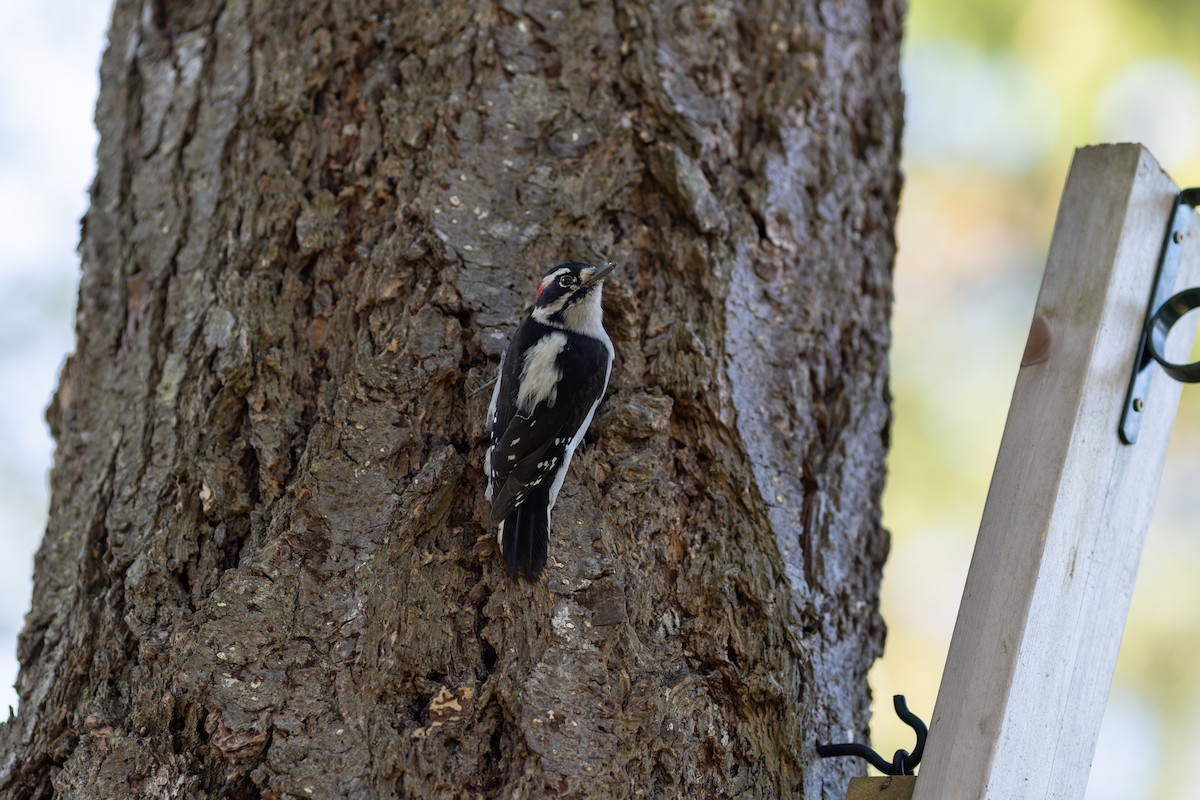 Pic mineur - ML644711840