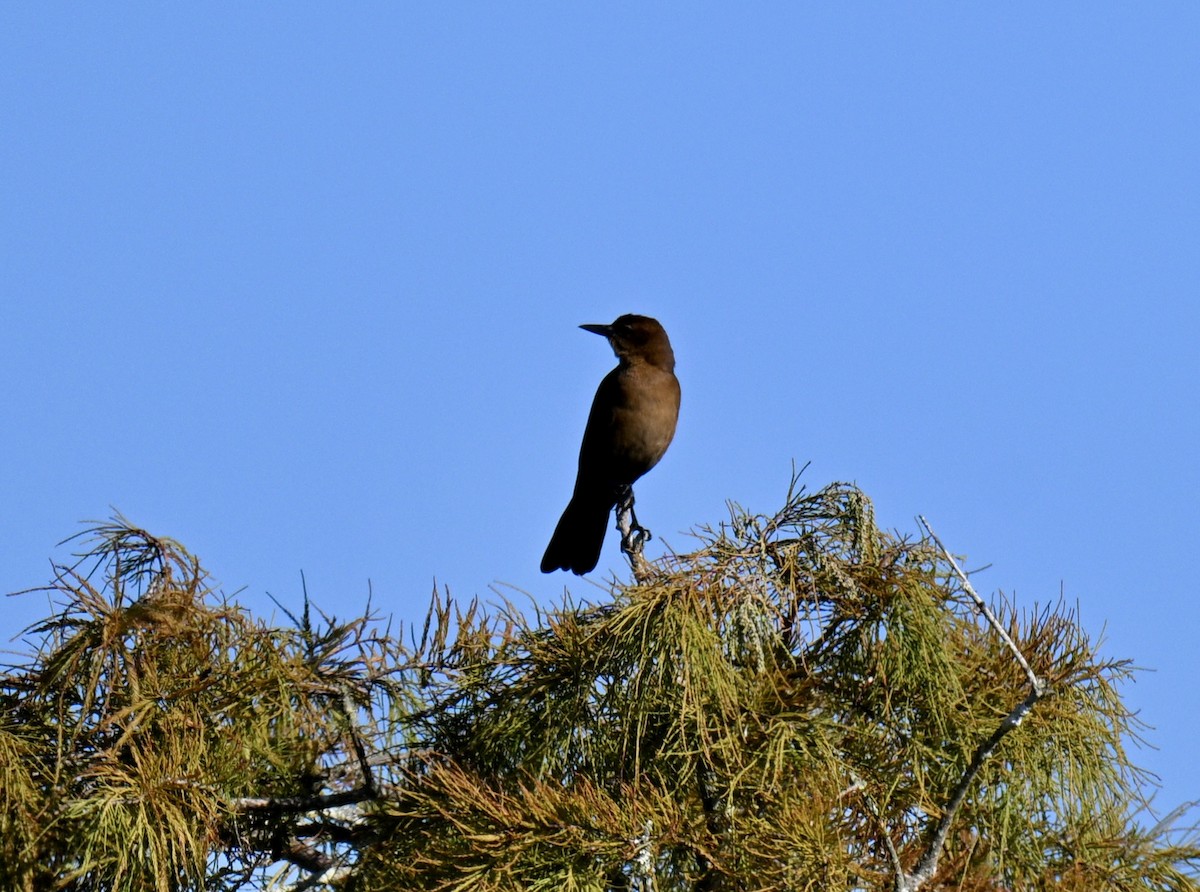 Boat-tailed Grackle - ML644711841