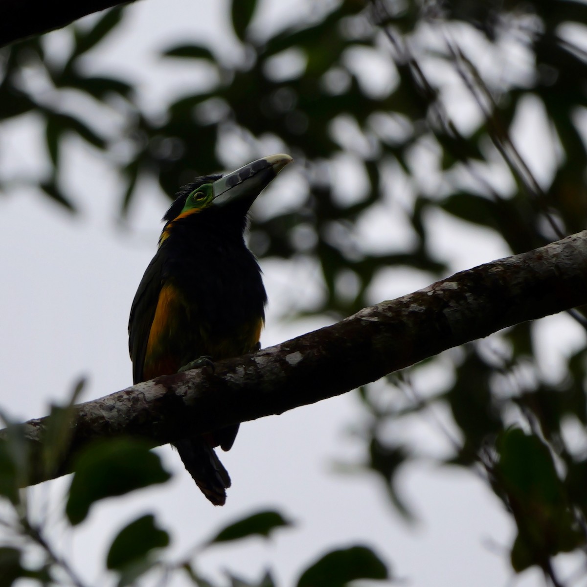 Fleckenarassari - ML644711846