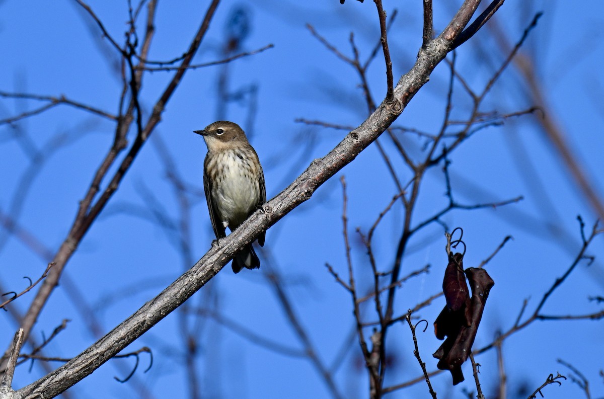 Yellow-rumped Warbler - ML644711866