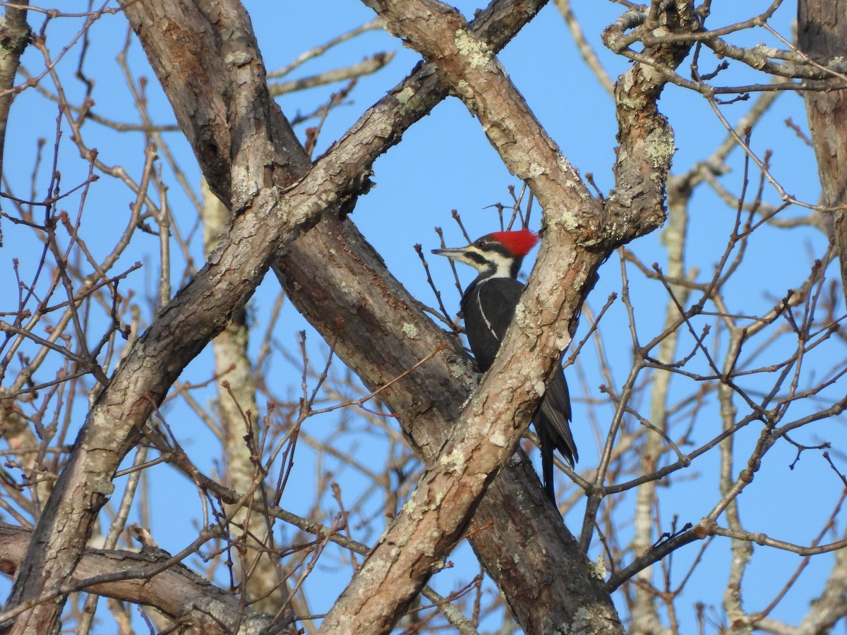 Pileated Woodpecker - ML644711867