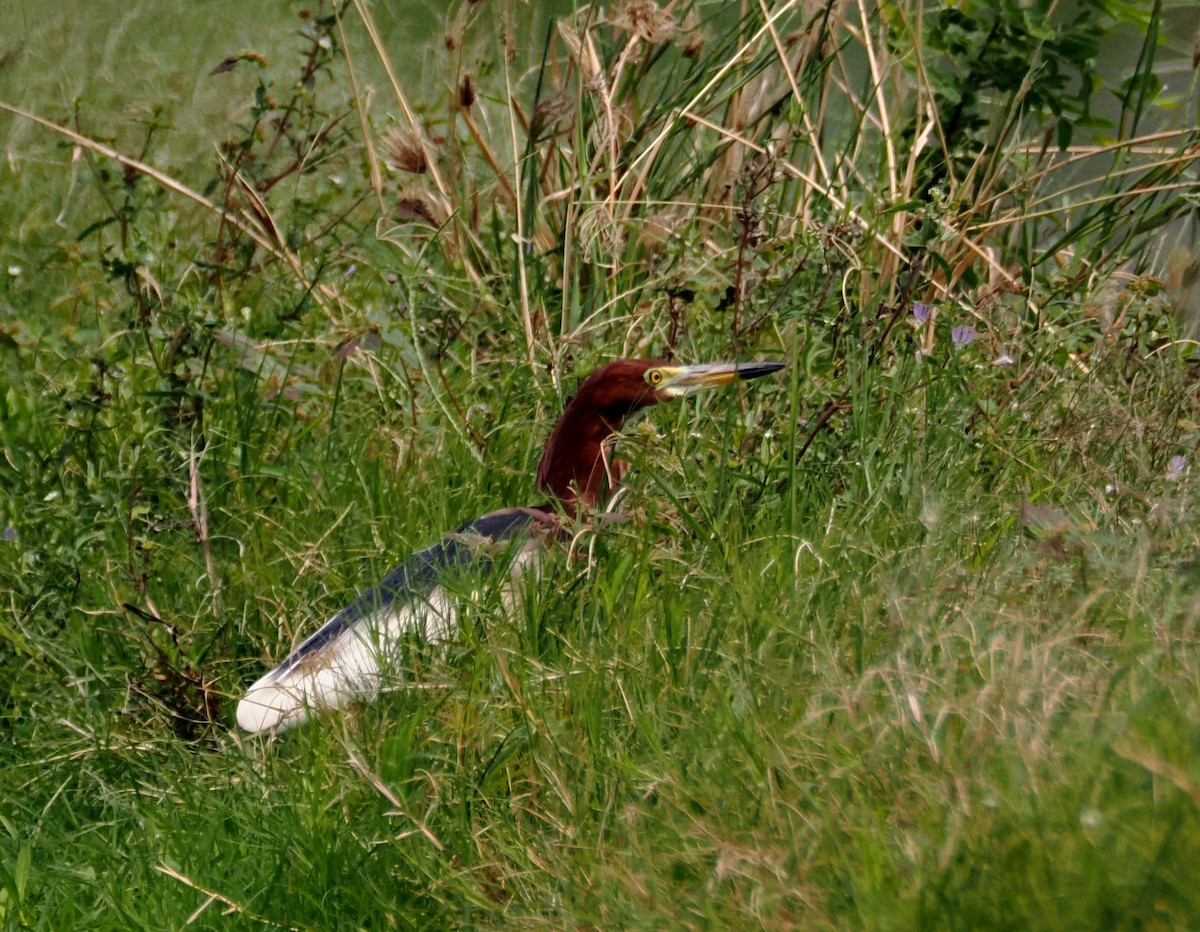 Crabier de Chine - ML644711879