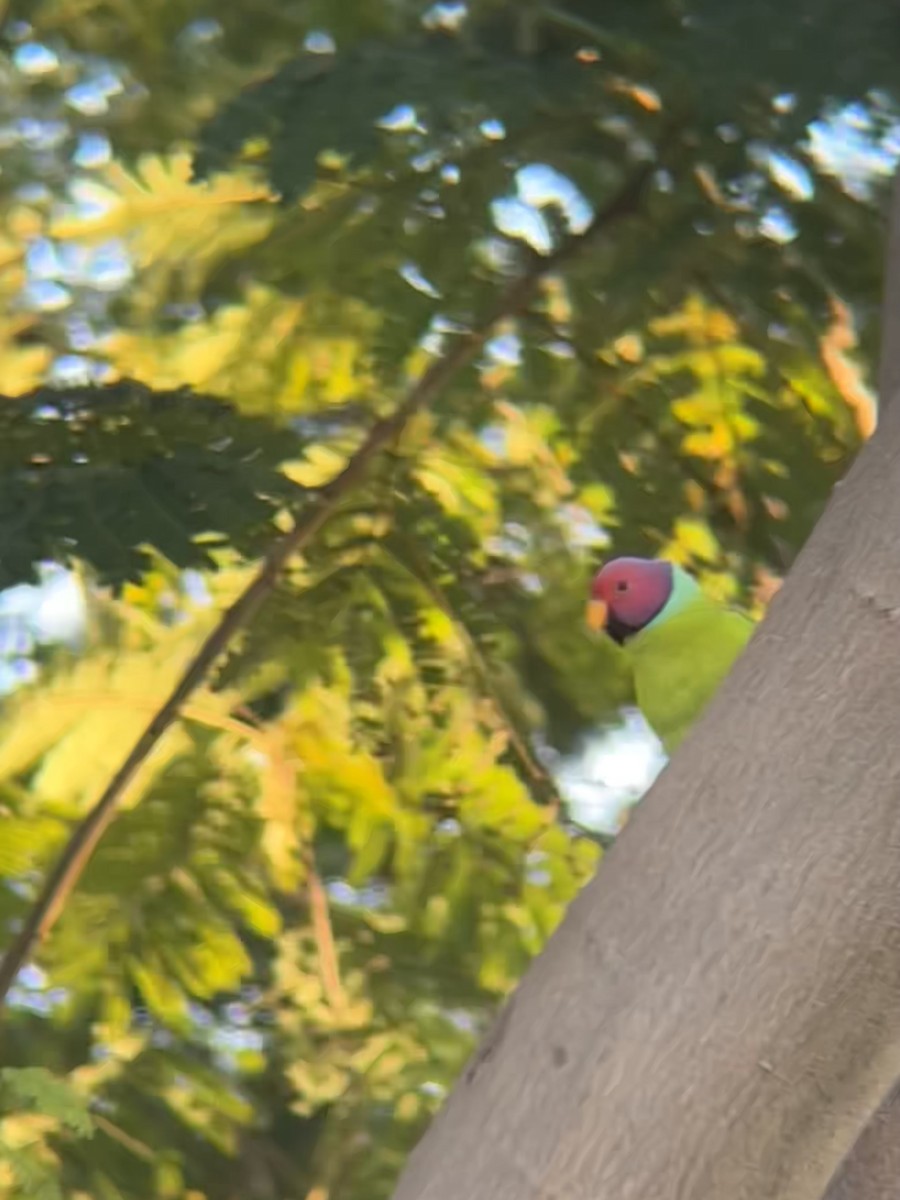 Perruche à tête prune - ML644711905