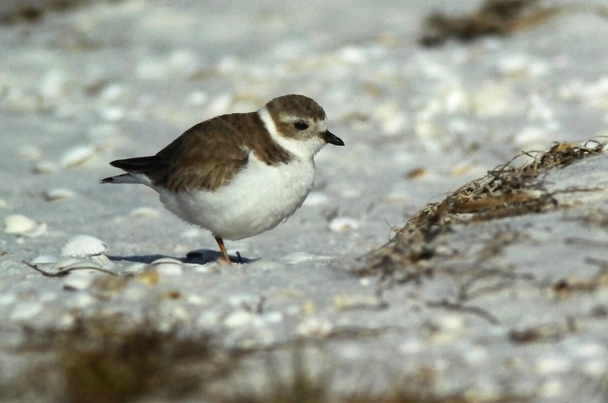 Piping Plover - ML644711918