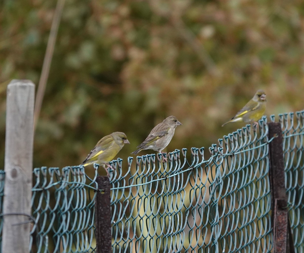 アオカワラヒワ - ML644711925