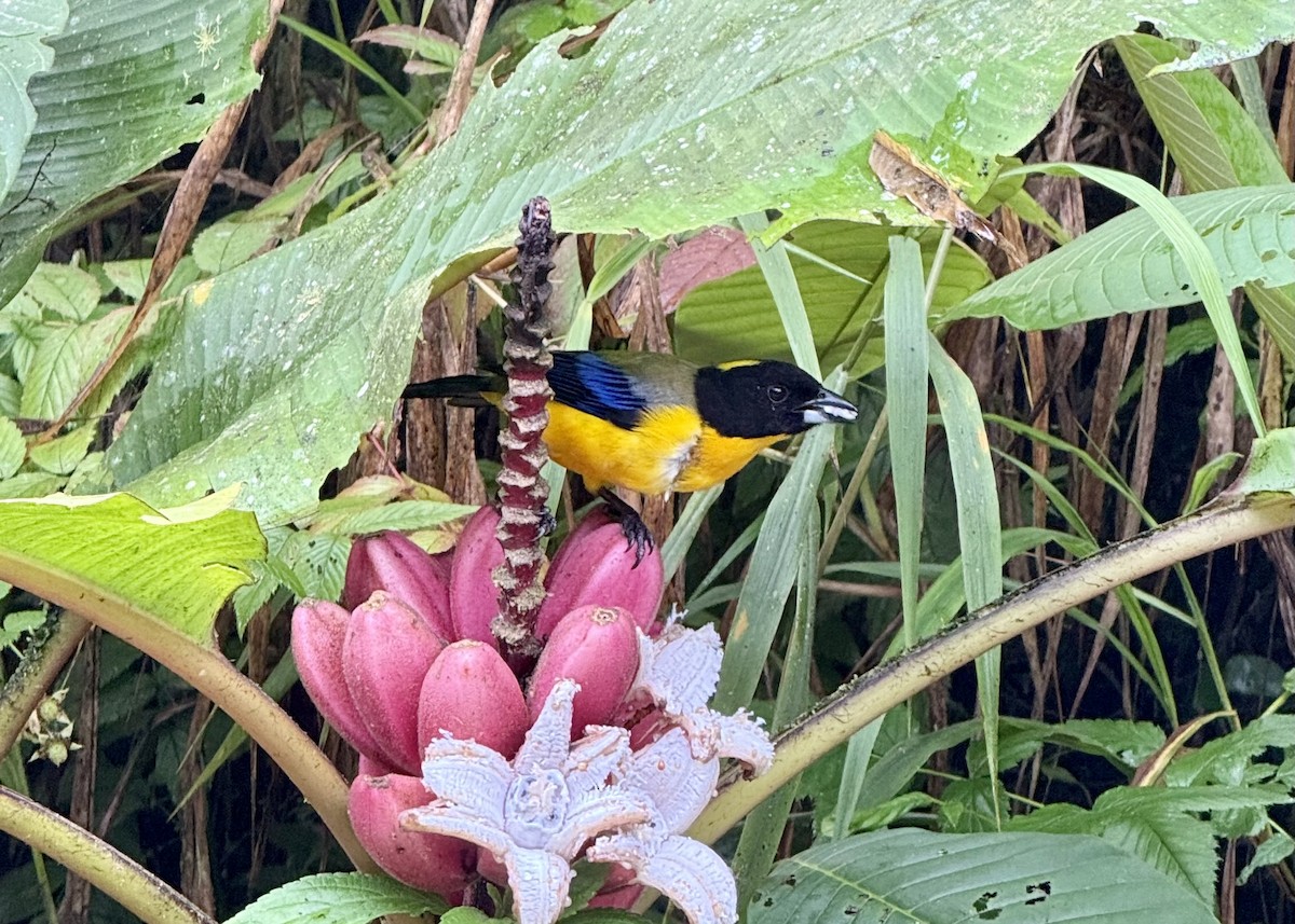 Black-chinned Mountain Tanager - ML644711932