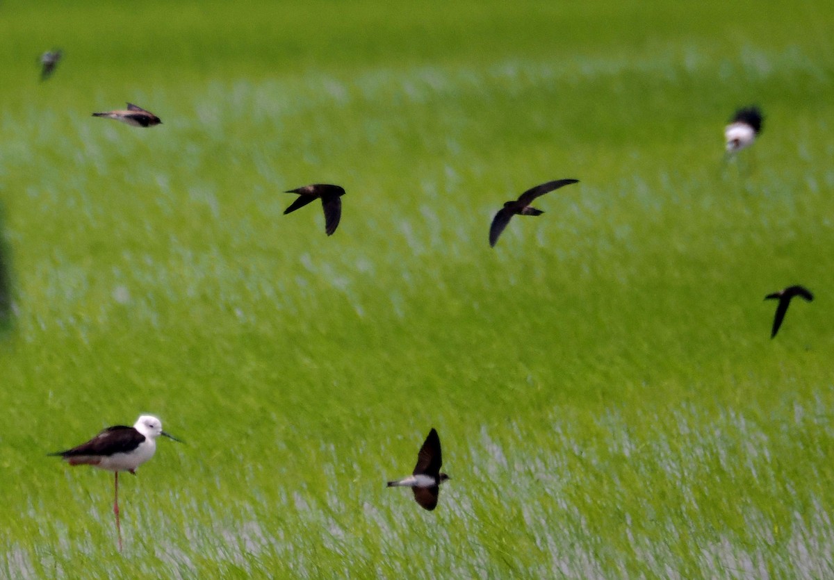 Uhalde-enara arrunta - ML644711935