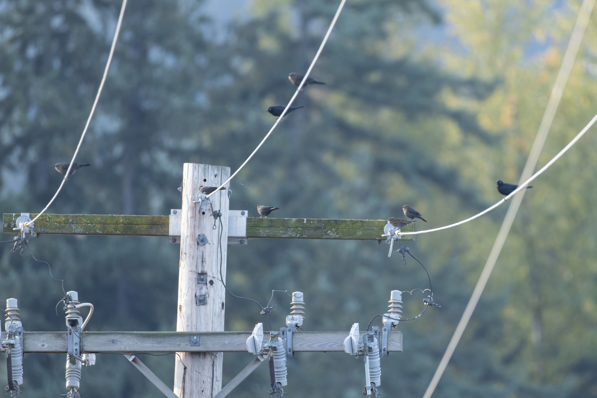 Brewer Karatavuğu - ML644711972