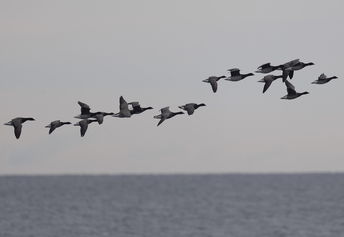 コクガン - ML644711988