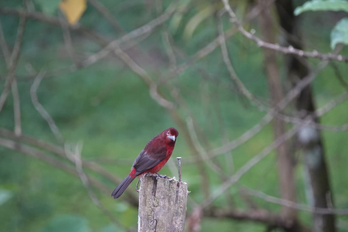 Silver-beaked Tanager - ML644711989