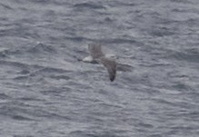 フルマカモメ - ML644711991