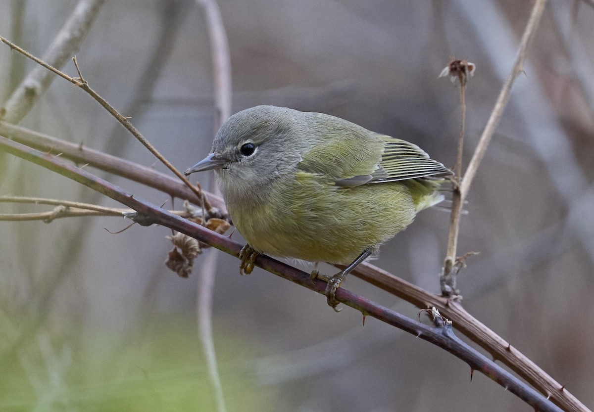 サメズアカアメリカムシクイ - ML644711997