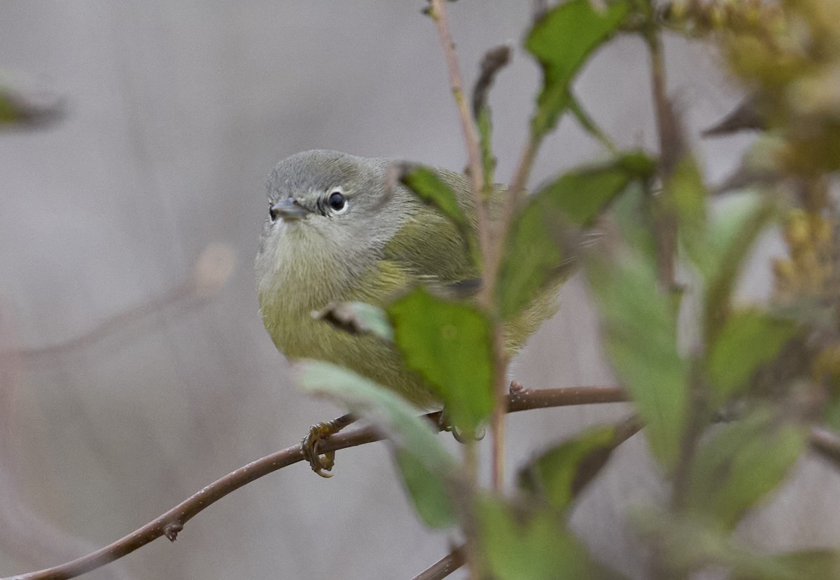 サメズアカアメリカムシクイ - ML644711998