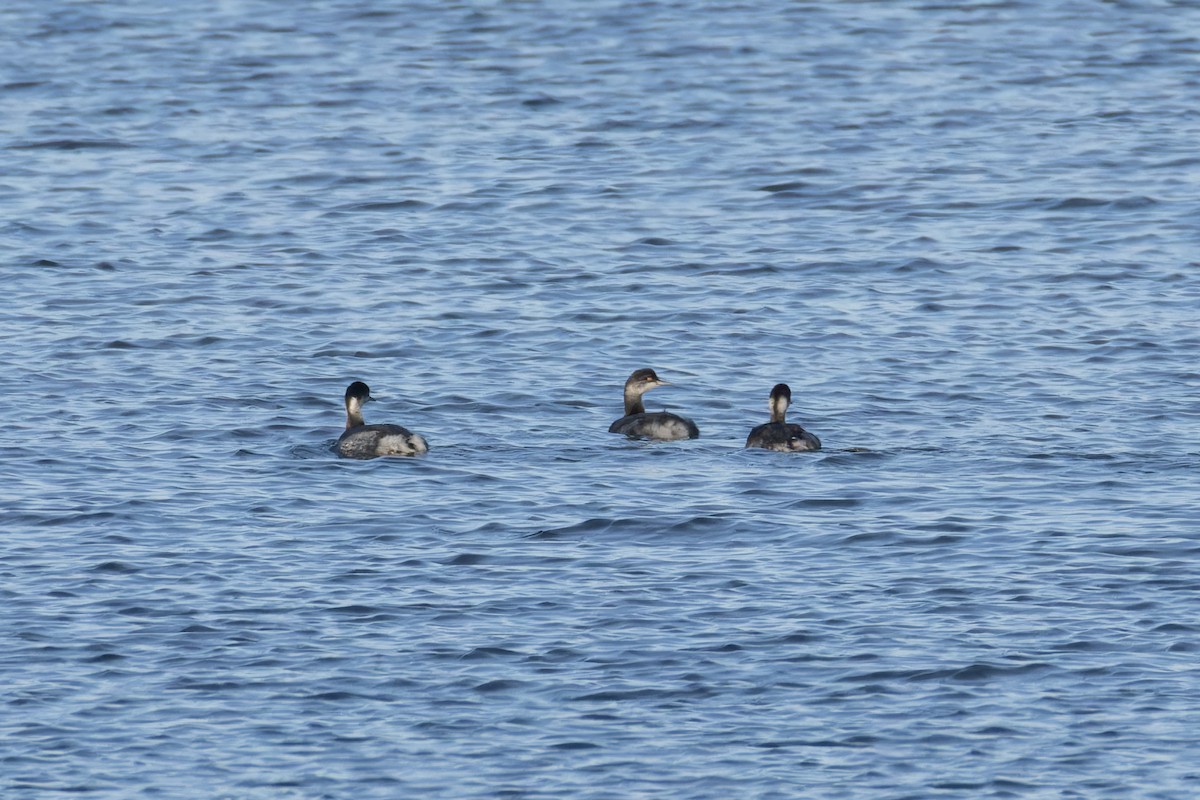 Eared Grebe - ML644711999