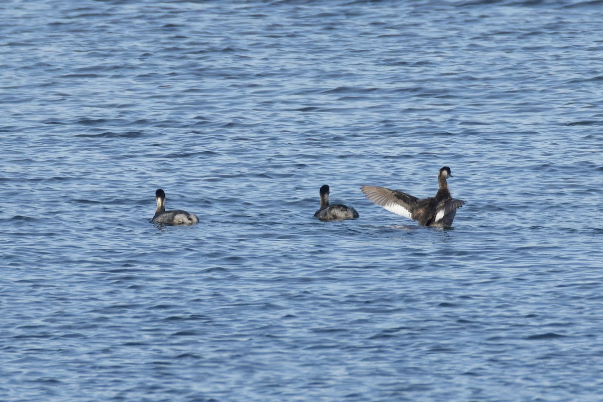Eared Grebe - ML644712000
