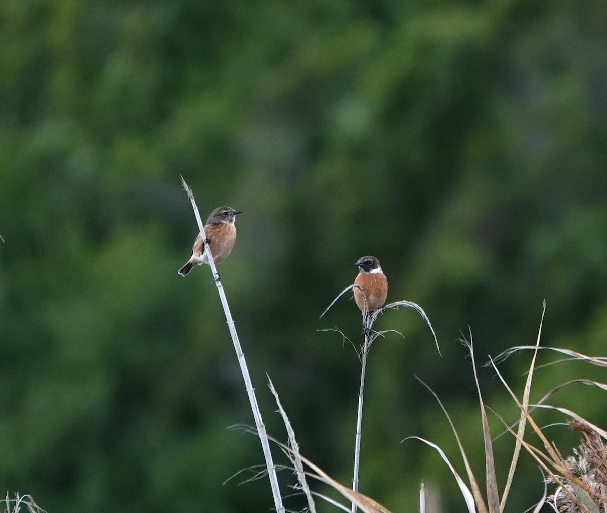 Taşkuşu - ML644712002