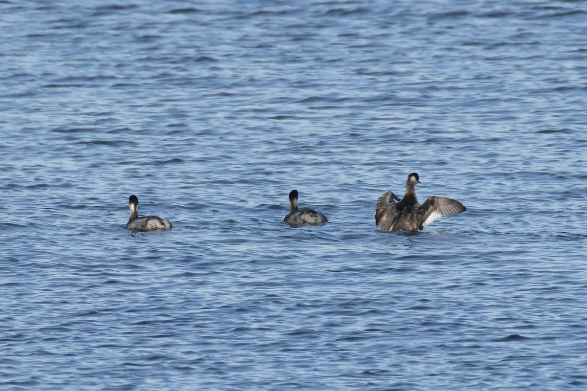 Eared Grebe - ML644712003