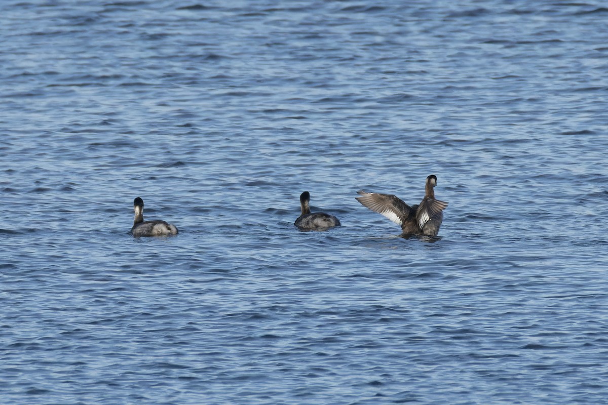Eared Grebe - ML644712006