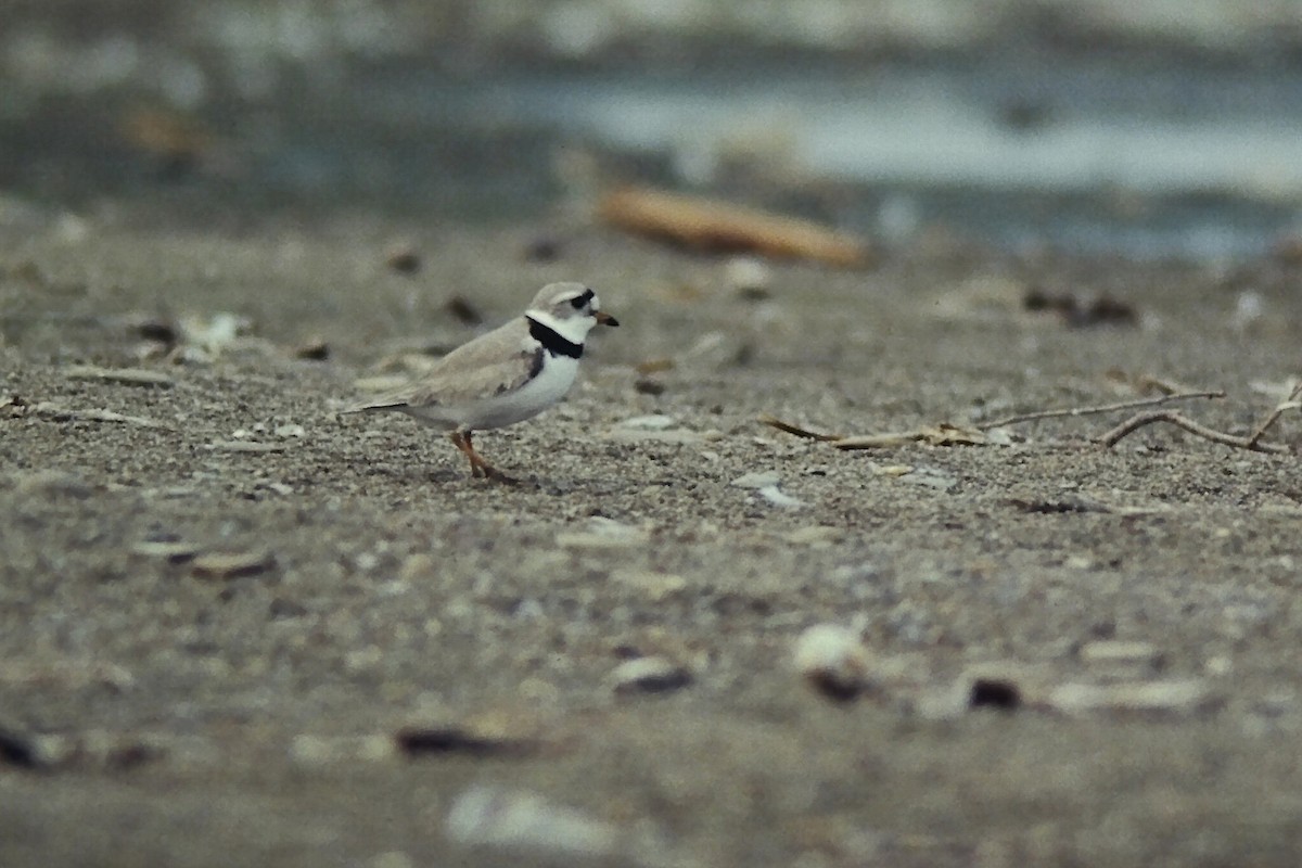 Piping Plover - ML644712010