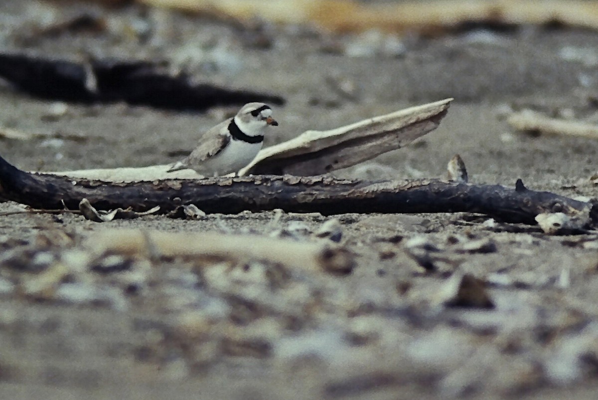 Piping Plover - ML644712011
