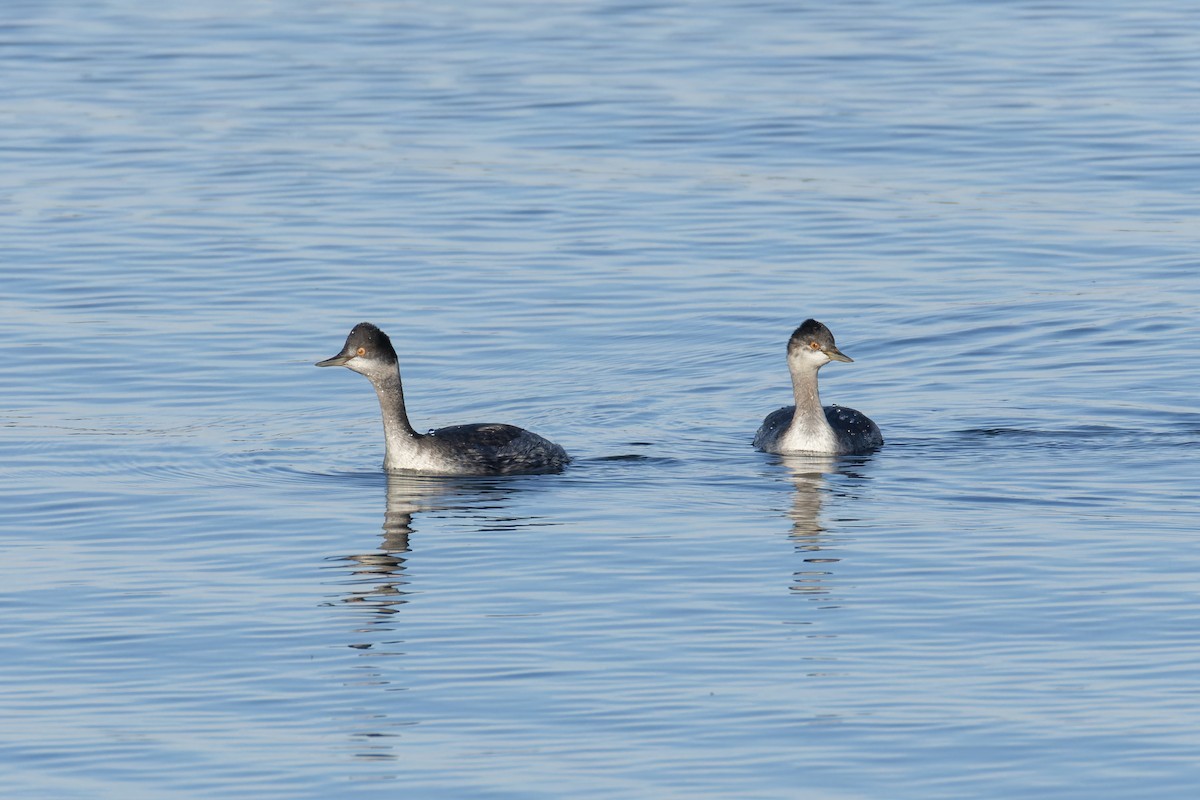Eared Grebe - ML644712015