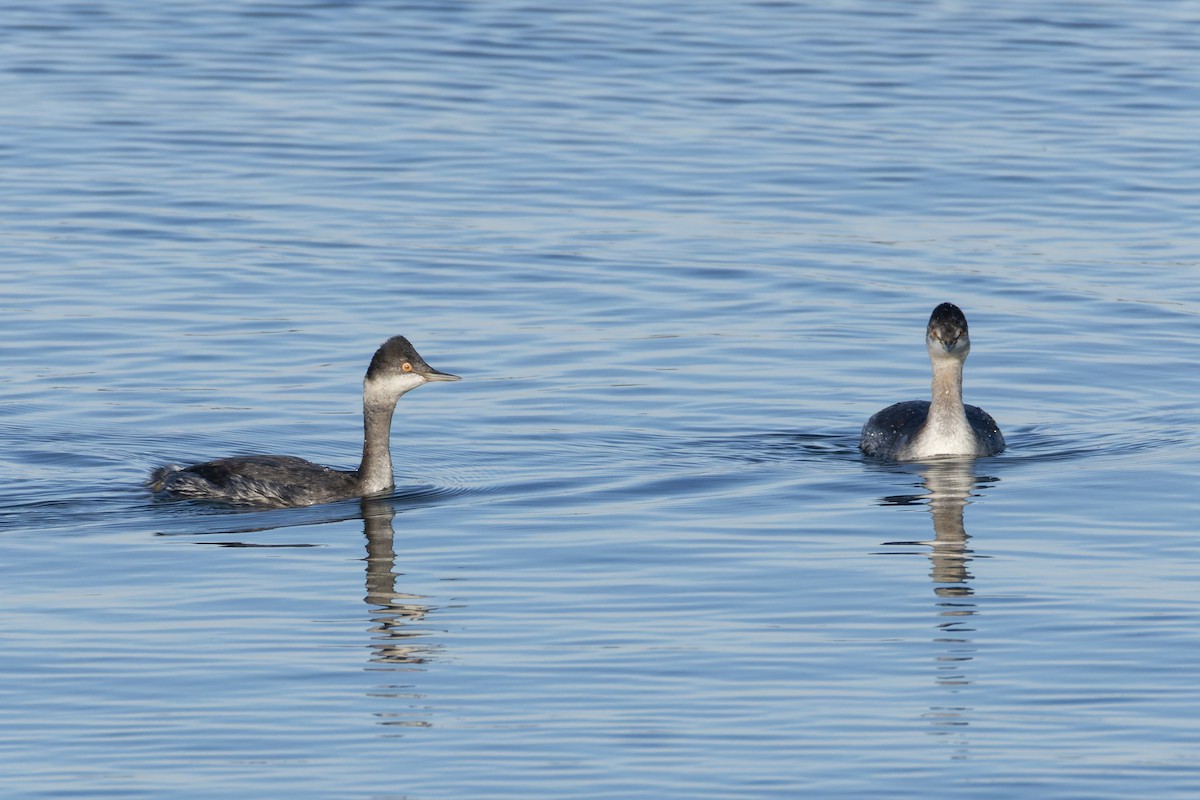 Eared Grebe - ML644712019