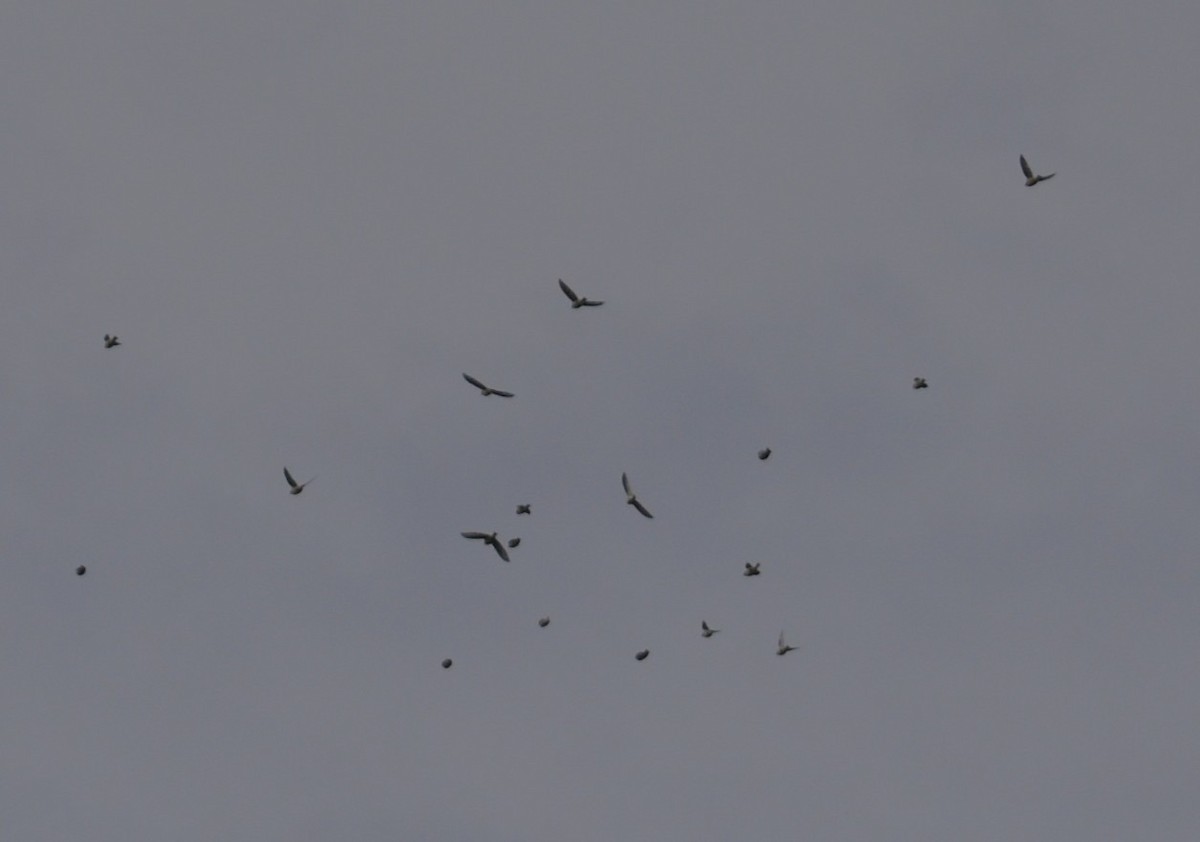 brkoslav americký - ML644712020