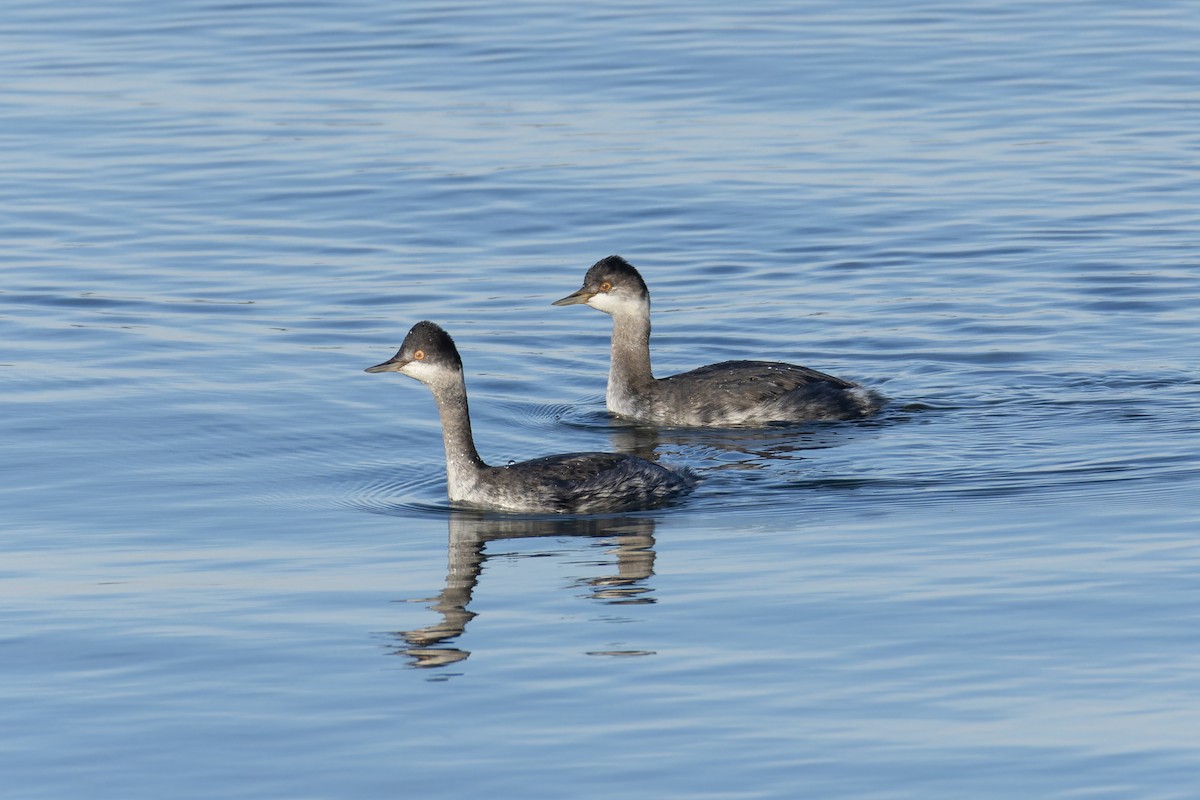 Eared Grebe - ML644712023