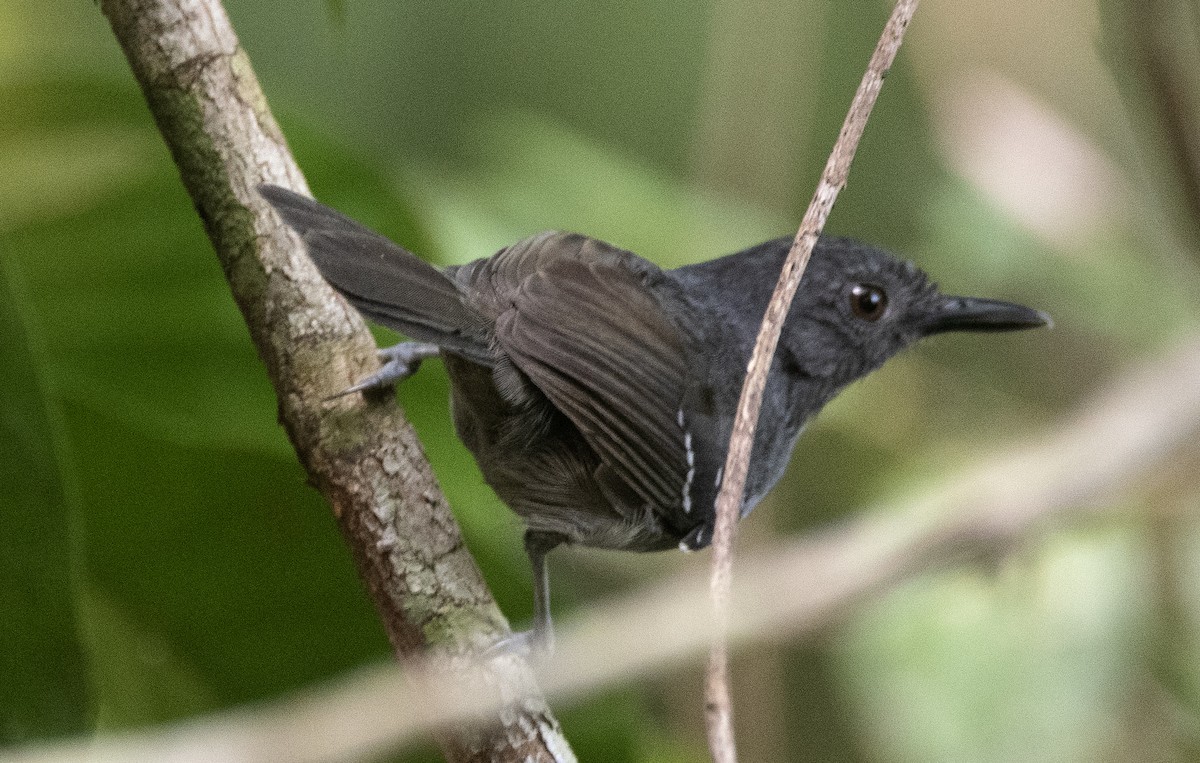 Амазонская муравьянка - ML644712031